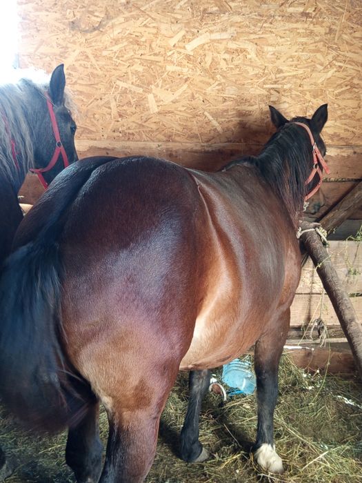 Vând o iapă gestă de 7 ani