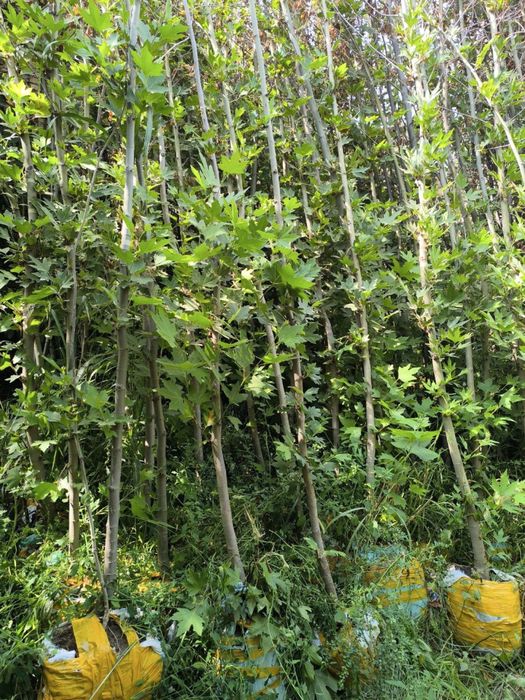 Kashtan va boshqa kochatlar optom narxlarda sotiladi