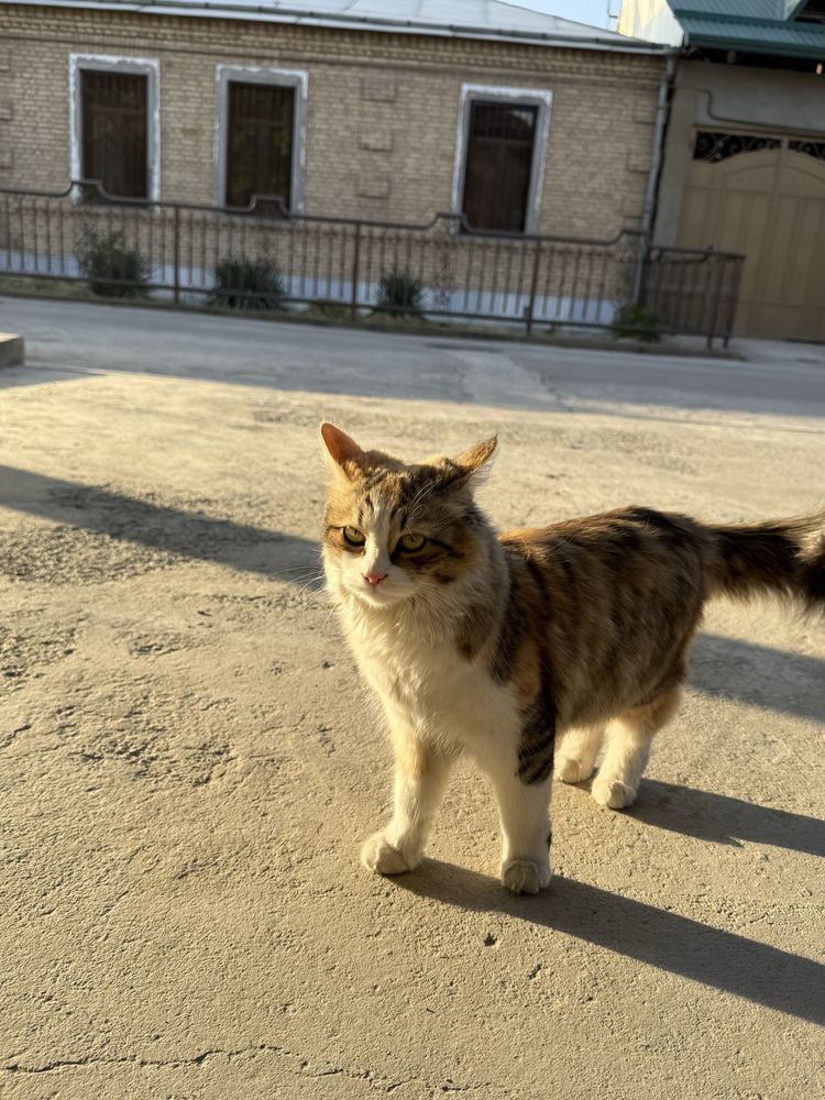 Отдам бесплатно кошечку