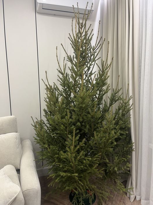 Елки новогодние живые Астана