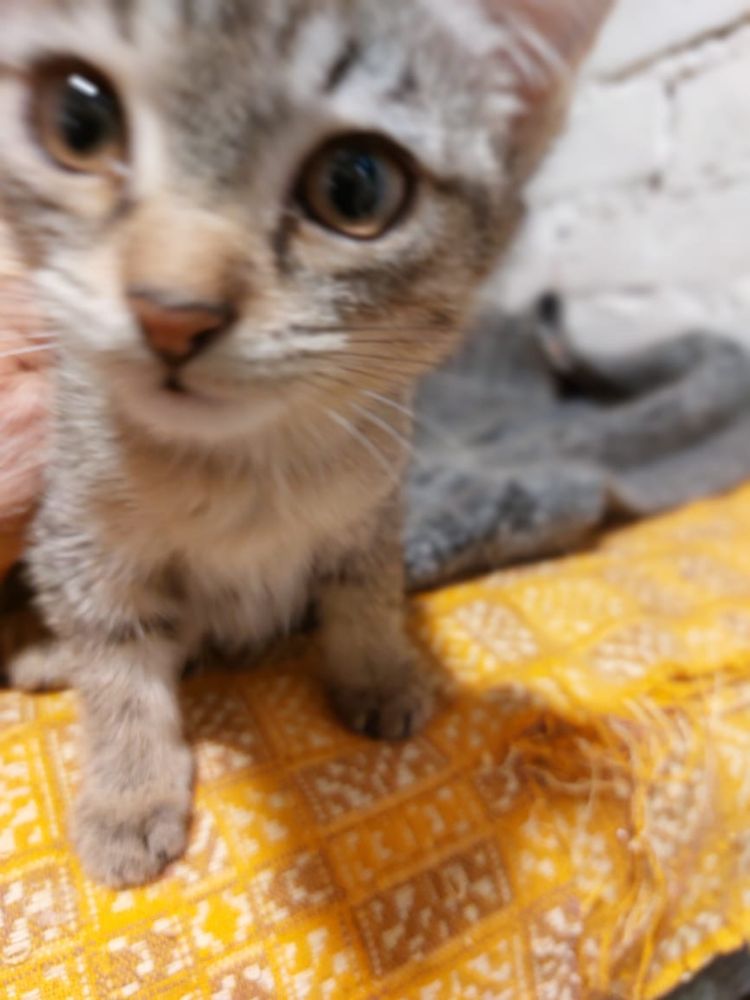 Котэ ищет жилплощадь
