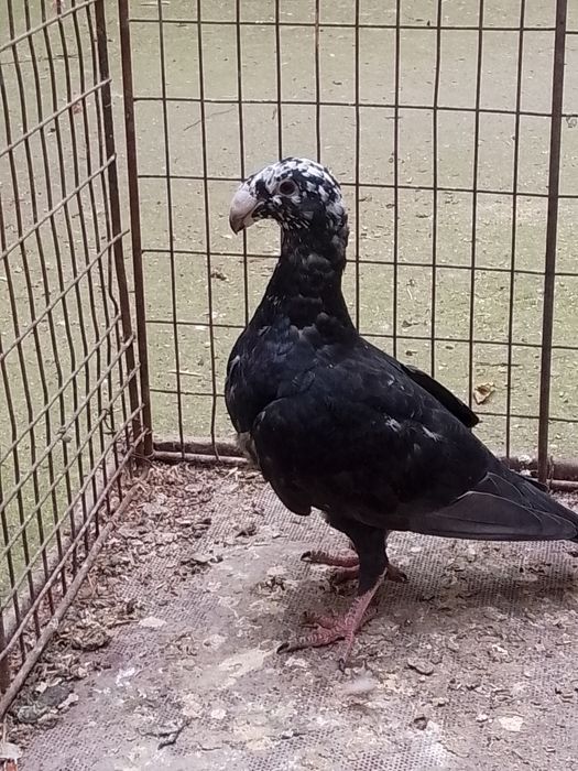 10 germani la ofertă