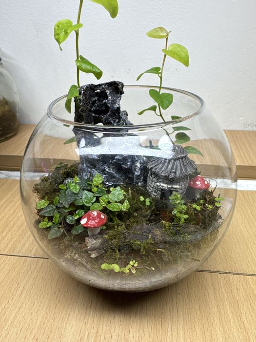 Продам флорариум,со мхом открытый!