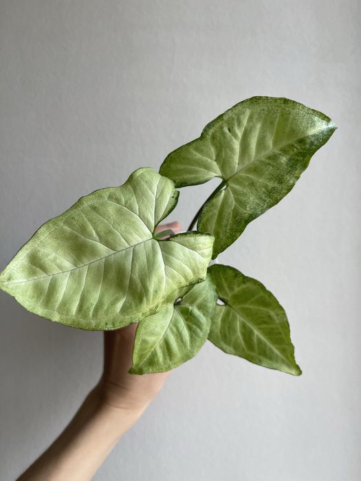 Сингониум белая бабочка