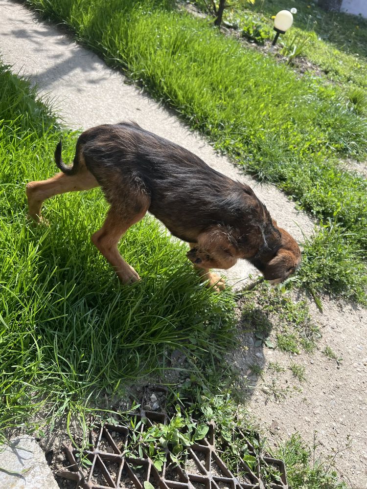 Vând caței, mama fînd cațea de vanatoare