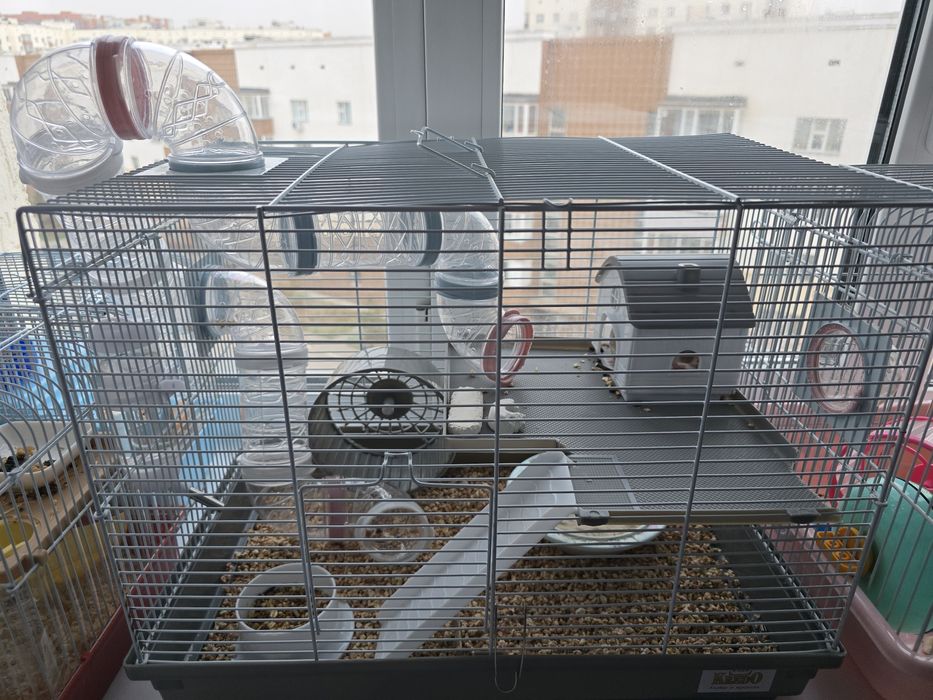 Срочно! Сирийский хомяк с клеткой