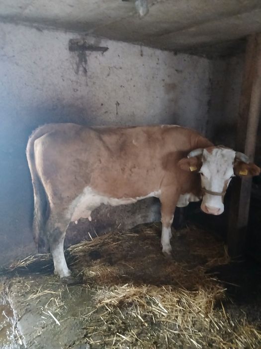 Vând vaca, 8 ani