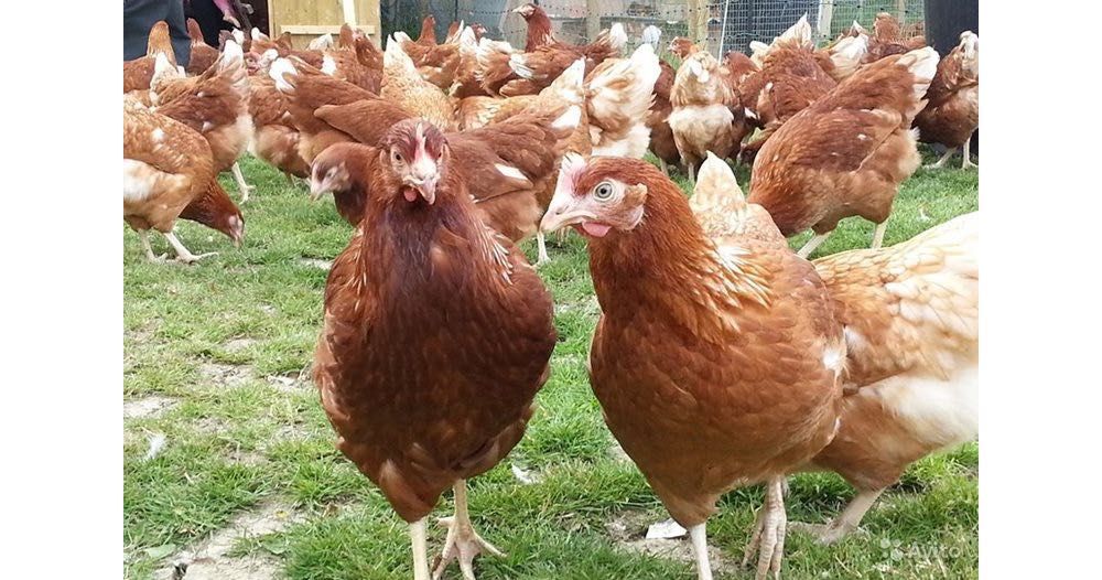Продавам ярки носачки, на 4 и 5 месеца