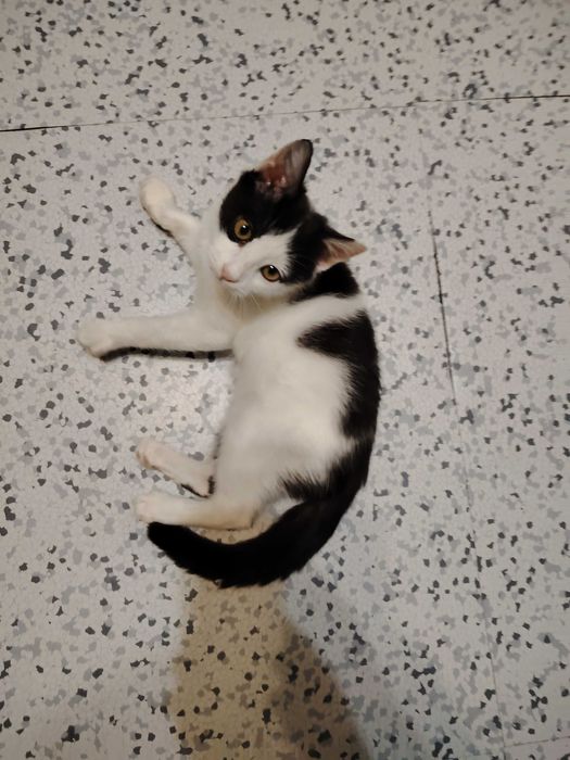 Отдаётся даром очень красивый котёнок