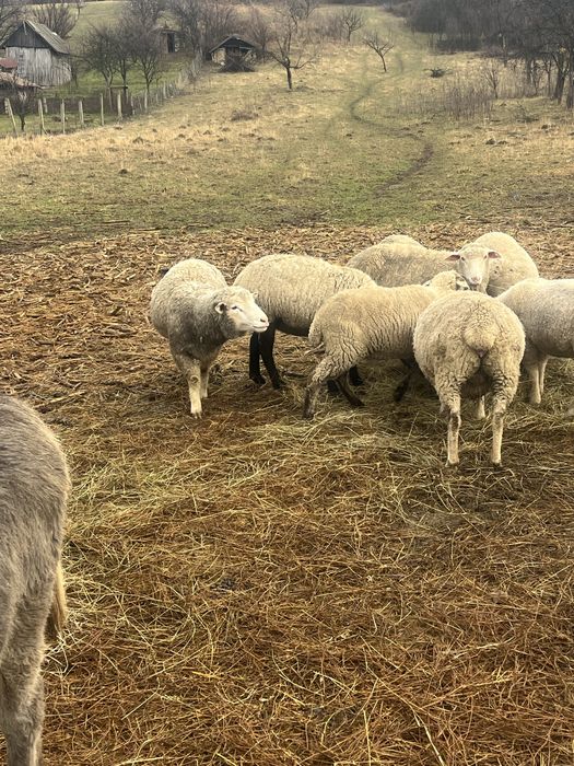 Berbec ile de france