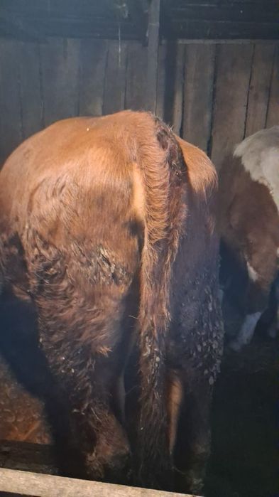 Продам телку стельную