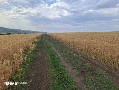 Teren Extravilan Pribesti, ID: R2774827