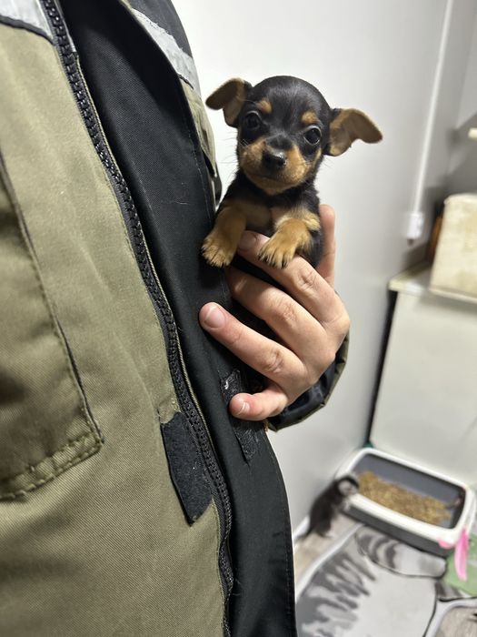 Мини той-терьер