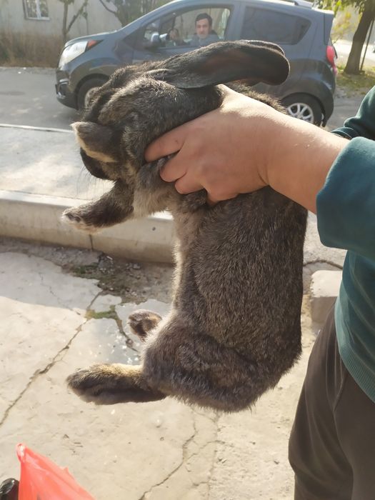 Куйон сотилади, флангир зотли, 7 кило