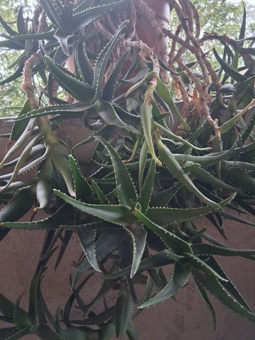 Vând aloe în ghiveci