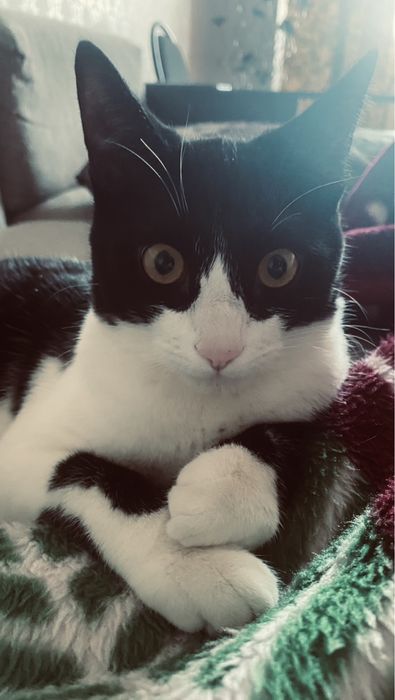 Мысық беремін, жақсы қолға жататын орны заттары бар