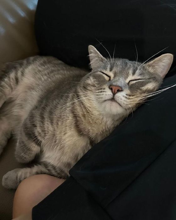 Отдам кота в добрые, ответственные руки.