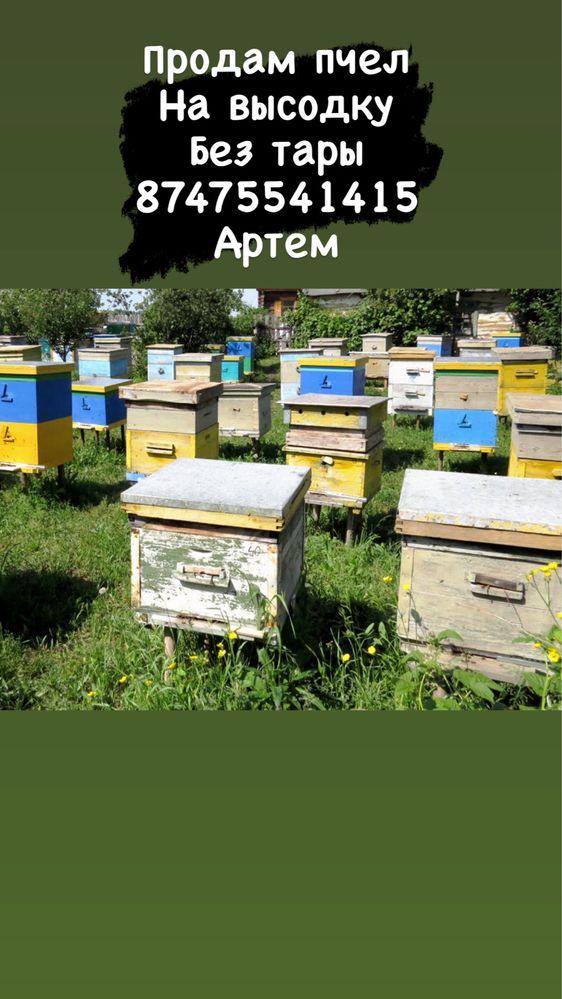 Продам пчел