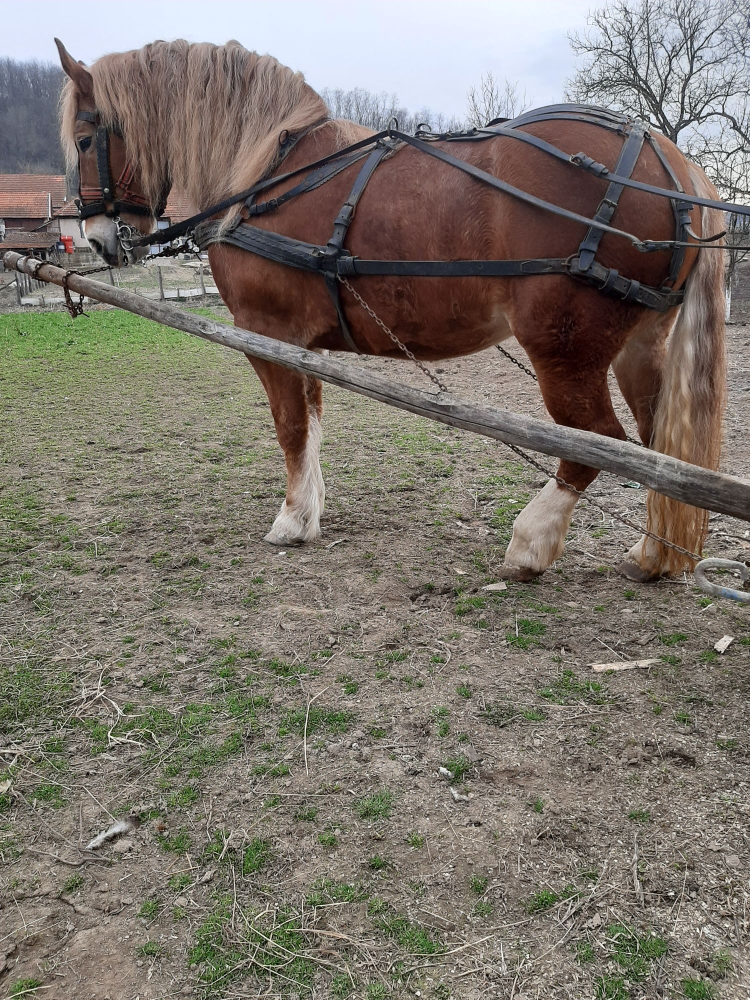 Vînd iapă 5 ani face în mai