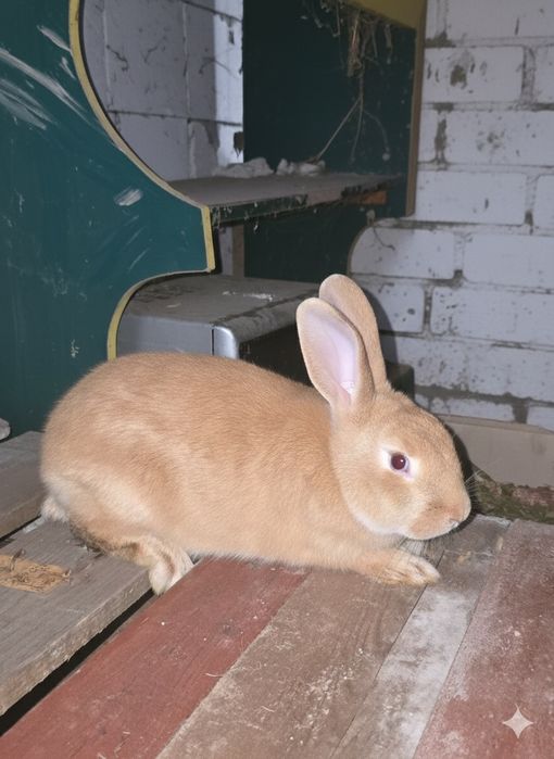 Vând iepuri de rasa