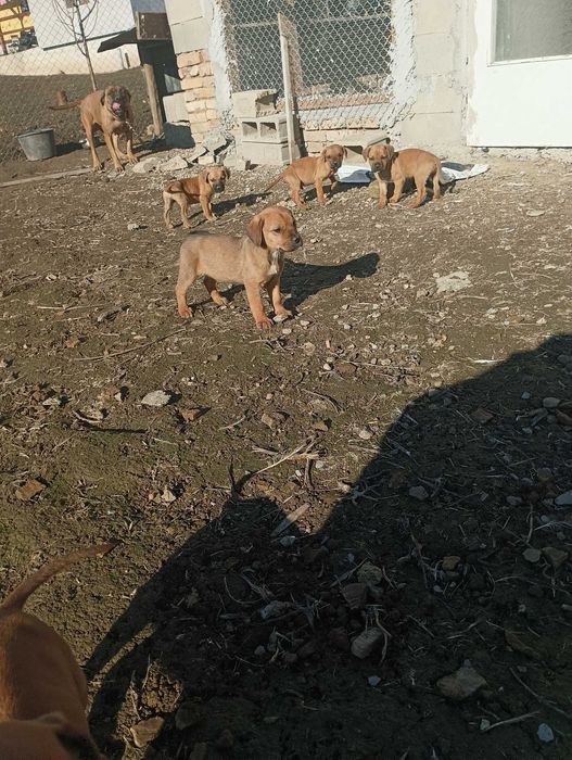 Кане Корсо Мелез