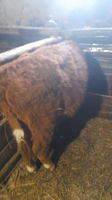 Продам бычков красной масти