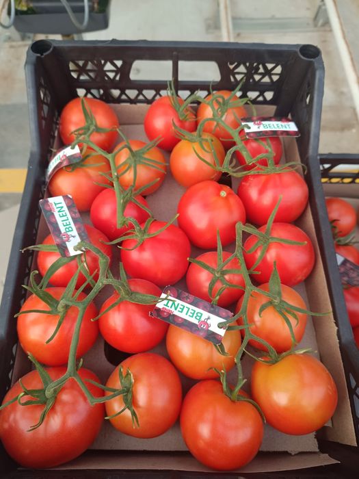 Томаты с Туркменистана, помидор, pomidor, fresh tomato