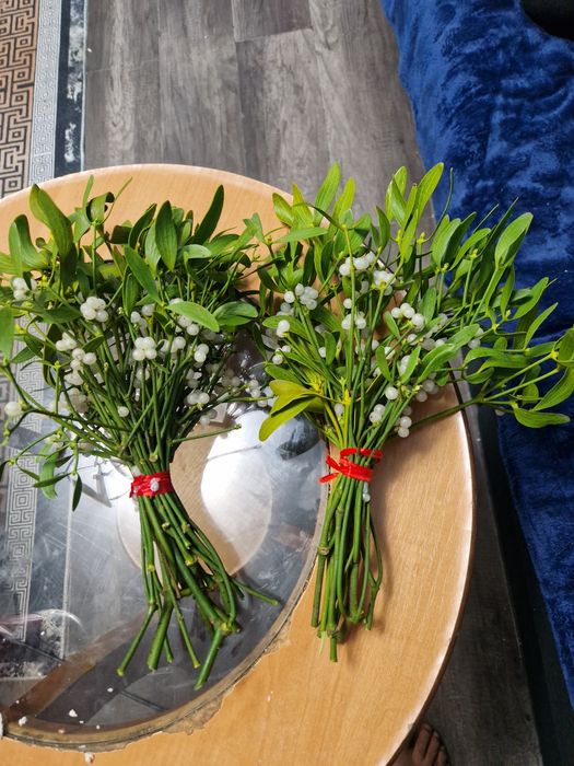 Vând vasc în cantități mari sau mici  preț 5 lei legătură..