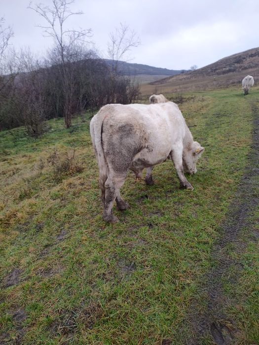 Taur rasa Charolaise , 2 ani