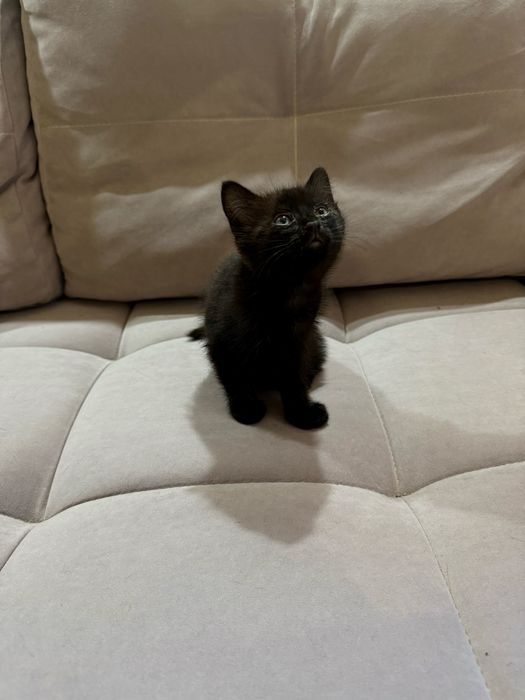 Отдам маленького милого котенка