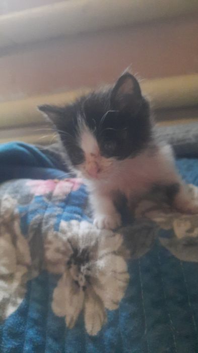 Мушук болалари бепул барилади