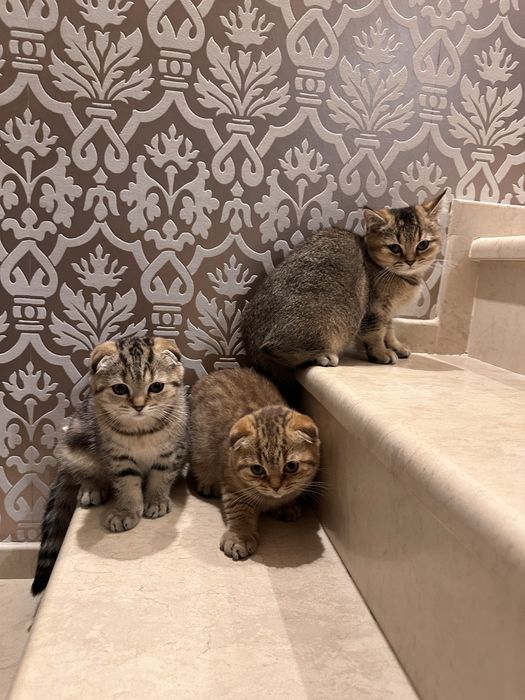 Британски котета