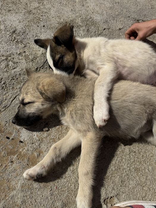 Donez căței foarte iubitori