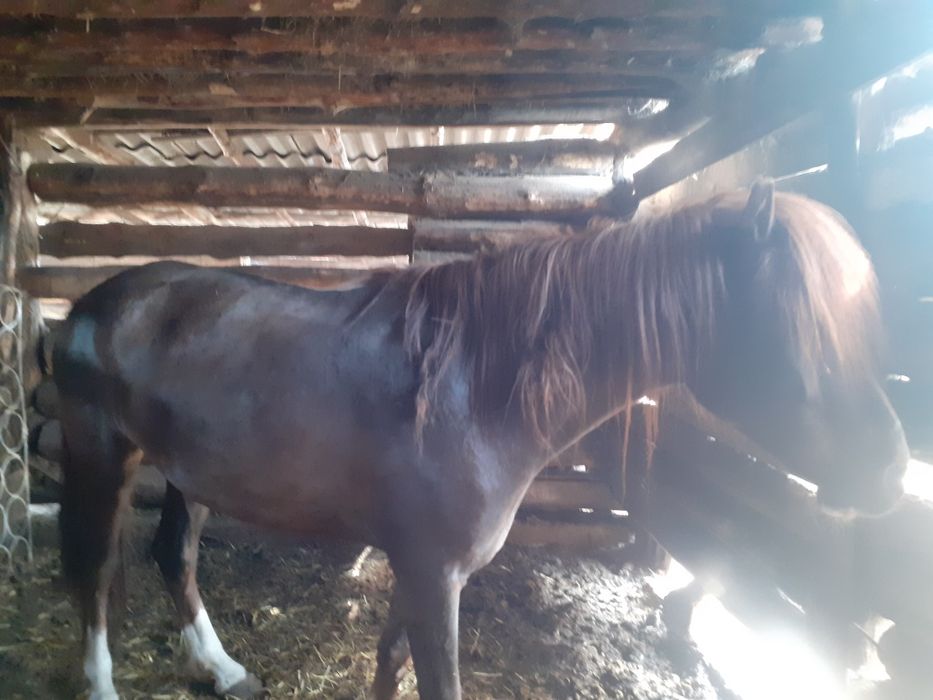 Продам кабылу 5лет цена 850000