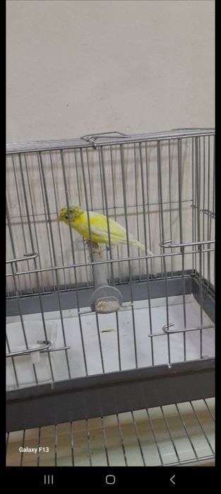 Kanareka sotilad moda