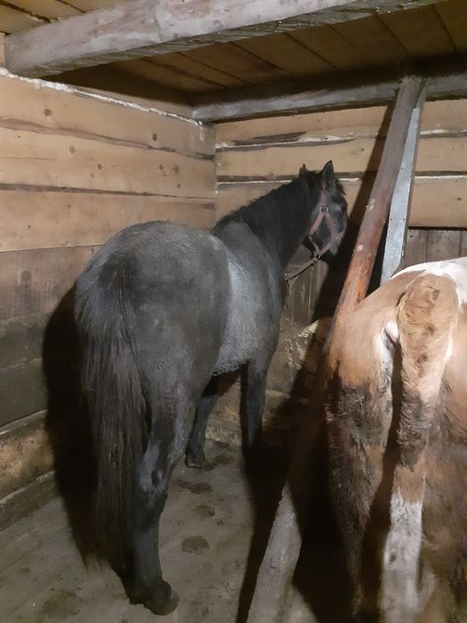 Mânz 2 ani de vanzare