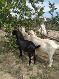 Продам козла альпийского, козу, племенного зааненской козла на племя
