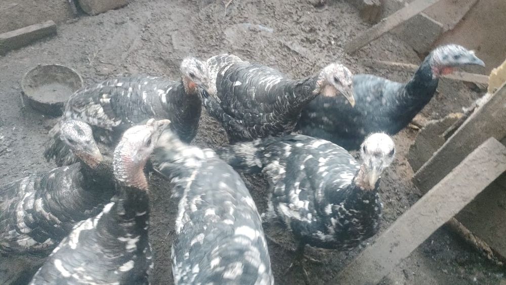 Продам Индюшек для разведения