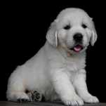 Golden Retriever de vanzare, aspect inconfundabil/transport