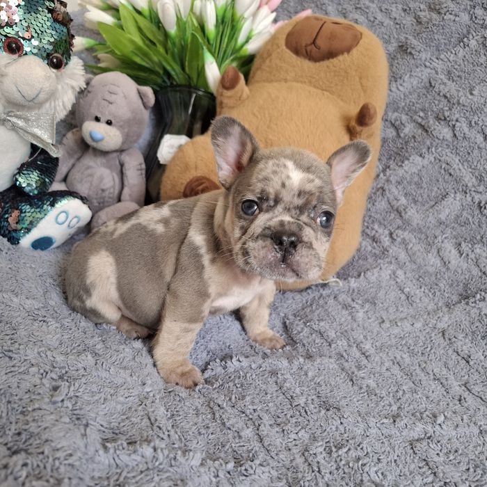 Милые щенки французского бульдога