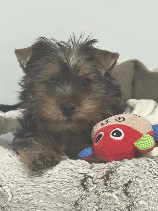 Yorkshire terrier