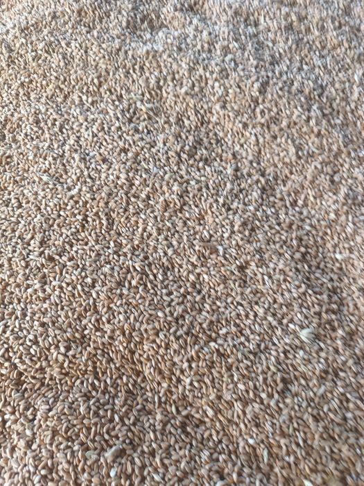 Grâu și porumb de vânzare 2025