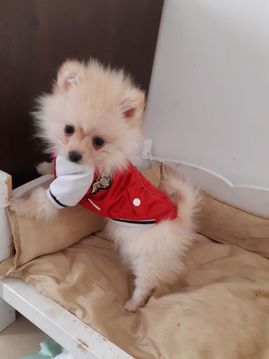 Женски померанчета