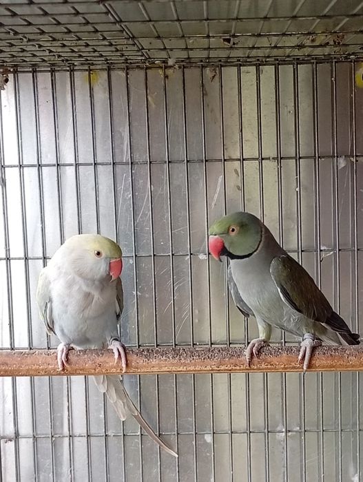 Vând papagali Micul Alexandru