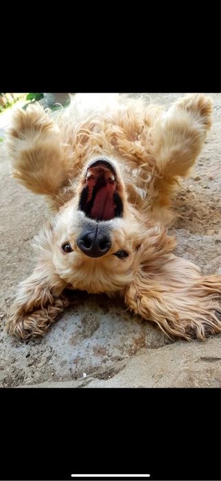 Подарявам кучета кокер шпаньоли