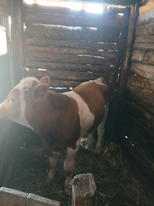 Doi vitei de vanzare