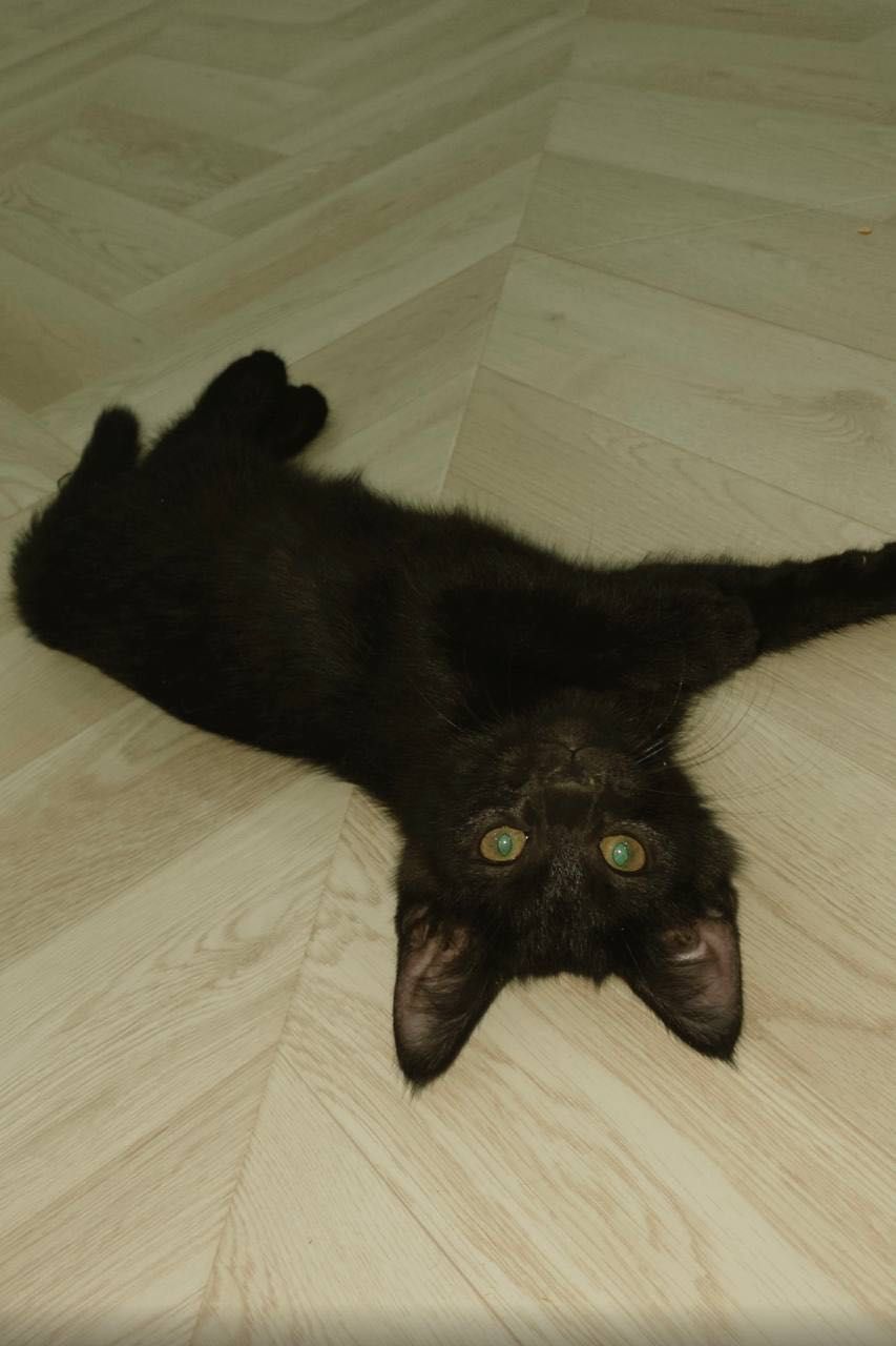 Маленькие котята