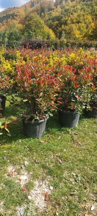 Tuia smaragd,leylandi,gard viu,laur,photinia,globular,aurea,euonymus