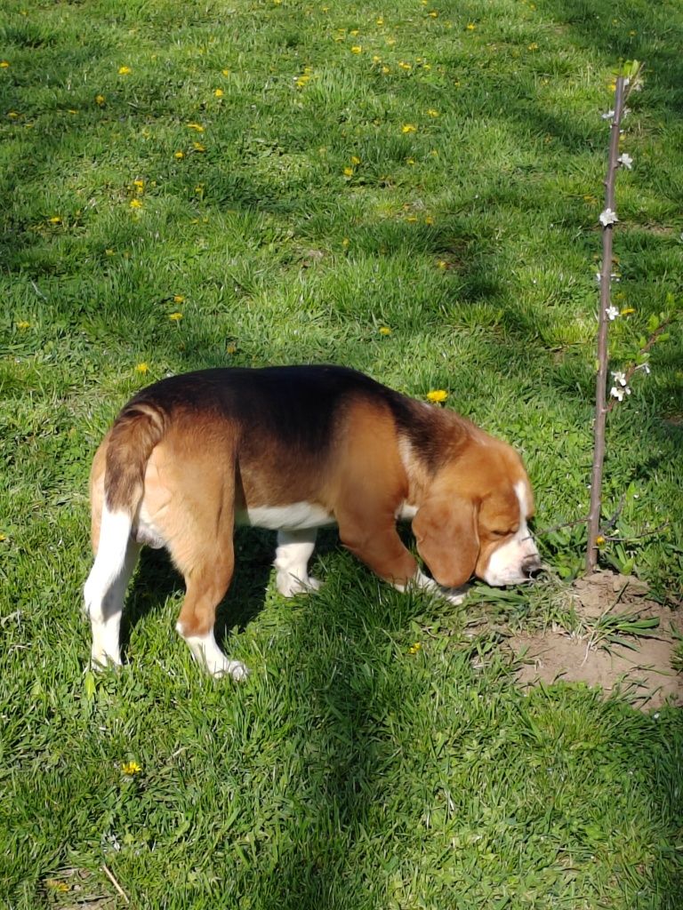 Beagle tricolor adorabil cauta o noua familie iubitoare