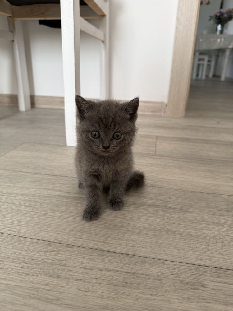 Британские котята
